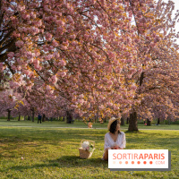 Le Parc de Sceaux et ses cerisiers en fleurs