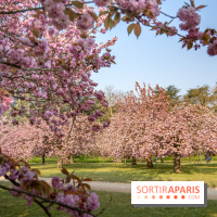 Le Parc de Sceaux et ses cerisiers en fleurs