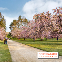 Le Parc de Sceaux et ses cerisiers en fleurs