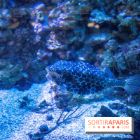 L'Aquarium Tropical de la Porte Dorée