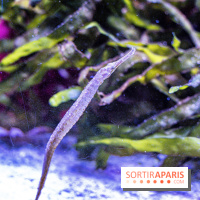 L'Aquarium Tropical de la Porte Dorée