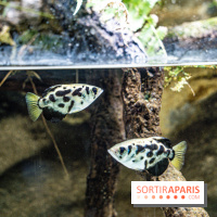 L'Aquarium Tropical de la Porte Dorée