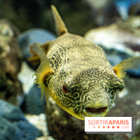 L'Aquarium Tropical de la Porte Dorée