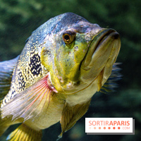 L'Aquarium Tropical de la Porte Dorée