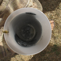 Rock en Seine 2009 -
"Guêpe à bière"