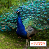 Le Parc de Bagatelle