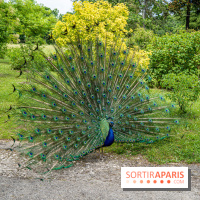 Le Parc de Bagatelle