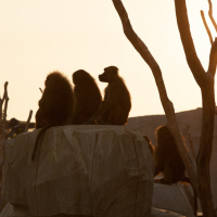 Nocturnes du Parc Zoologique de Paris