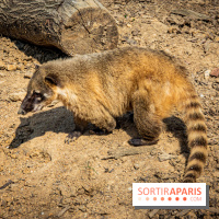 Parrot World, le parc animalier immersif d'Île-de-France