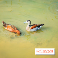 Parrot World, le parc animalier immersif d'Île-de-France