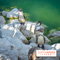 Parrot World, le parc animalier immersif d'Île-de-France