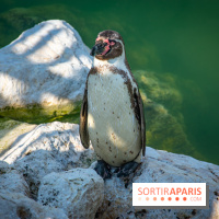 Parrot World, le parc animalier immersif d'Île-de-France