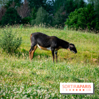Parrot World, le parc animalier immersif d'Île-de-France