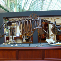 Salon du collectionneur 2009 - Grand Palais