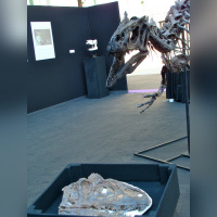 Salon du collectionneur 2009 - Grand Palais