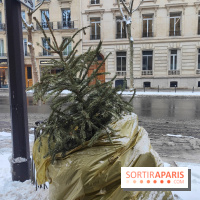 Visuel actualités - sapin jeté poubelle rue