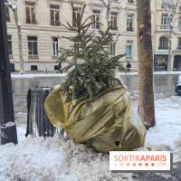 Visuel actualités - sapin jeté poubelle rue