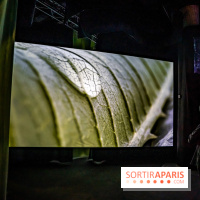 Photos : Odyssée sensorielle, l’expo immersive au Museum 