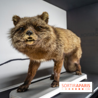 Photos : Odyssée sensorielle, l’expo immersive au Museum 