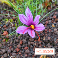 Des ateliers hors du temps pour cultiver le safran sur les toits de Paris