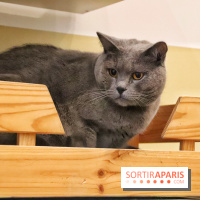 Le Moustache Pension, un hôtel pour chats douillet qui accueille vos compagnons à Paris