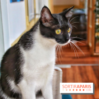 Le Moustache Pension, un hôtel pour chats douillet qui accueille vos compagnons à Paris