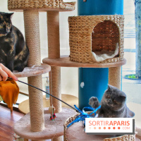 Le Moustache Pension, un hôtel pour chats douillet qui accueille vos compagnons à Paris