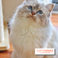 Le Moustache Pension, un hôtel pour chats douillet qui accueille vos compagnons à Paris