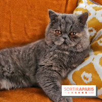 Le Moustache Pension, un hôtel pour chats douillet qui accueille vos compagnons à Paris