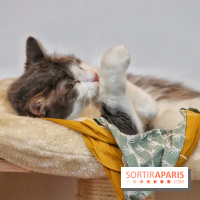 Le Moustache Pension, un hôtel pour chats douillet qui accueille vos compagnons à Paris