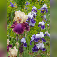 Maison et Jardins Claude Monet à Giverny