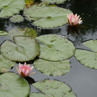 Maison et Jardins Claude Monet à Giverny