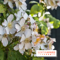 Photos : La Roseraie du val-de-Marne