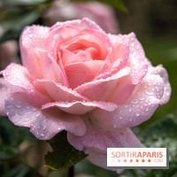 Photos : La Roseraie du val-de-Marne