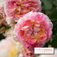 Photos : La Roseraie du val-de-Marne