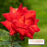 La Roseraie du Parc Lebaudy sur l'Ile de Puteaux