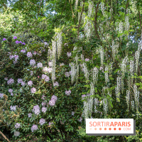 Arboretum de la Vallée-aux-Loups, une balade au milieu des arbres remarquables - A7C07804