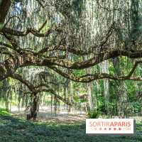 Arboretum de la Vallée-aux-Loups, une balade au milieu des arbres remarquables - A7C07793