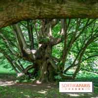 Arboretum de la Vallée-aux-Loups, une balade au milieu des arbres remarquables - A7C07705