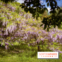 Arboretum de la Vallée-aux-Loups, une balade au milieu des arbres remarquables - A7C07709