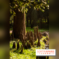 Arboretum de la Vallée-aux-Loups, une balade au milieu des arbres remarquables