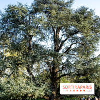 Arboretum de la Vallée-aux-Loups, une balade au milieu des arbres remarquables - A7C09399