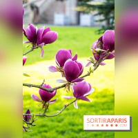 Arboretum de la Vallée-aux-Loups, une balade au milieu des arbres remarquables - A7C09405