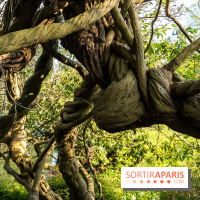 Arboretum de la Vallée-aux-Loups, une balade au milieu des arbres remarquables - A7C09407