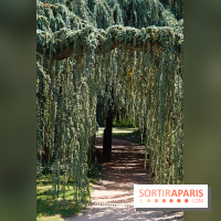 Arboretum de la Vallée-aux-Loups, une balade au milieu des arbres remarquables