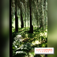 Arboretum de la Vallée-aux-Loups, une balade au milieu des arbres remarquables