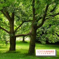 Arboretum de la Vallée-aux-Loups, une balade au milieu des arbres remarquables