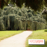 Arboretum de la Vallée-aux-Loups, une balade au milieu des arbres remarquables