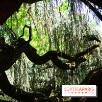 Arboretum de la Vallée-aux-Loups, une balade au milieu des arbres remarquables