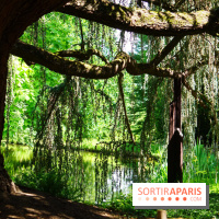 Arboretum de la Vallée-aux-Loups, une balade au milieu des arbres remarquables